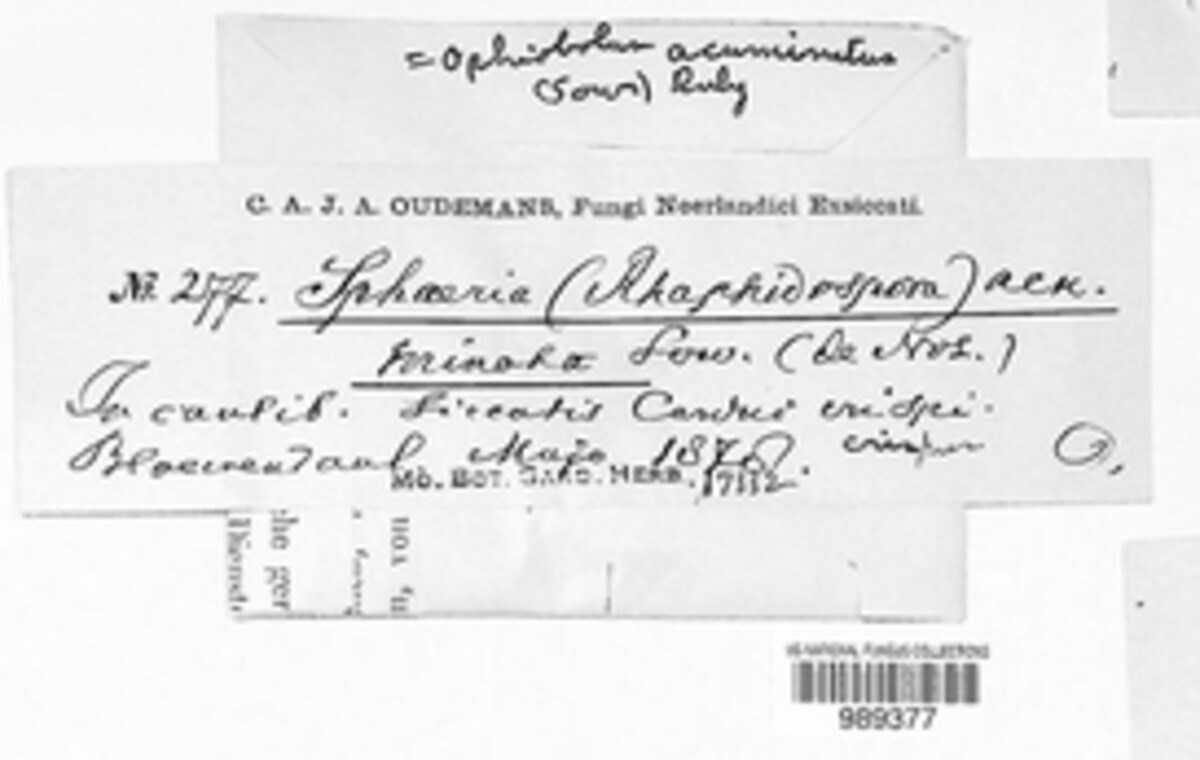 Leptosphaeria rhaphidophora image